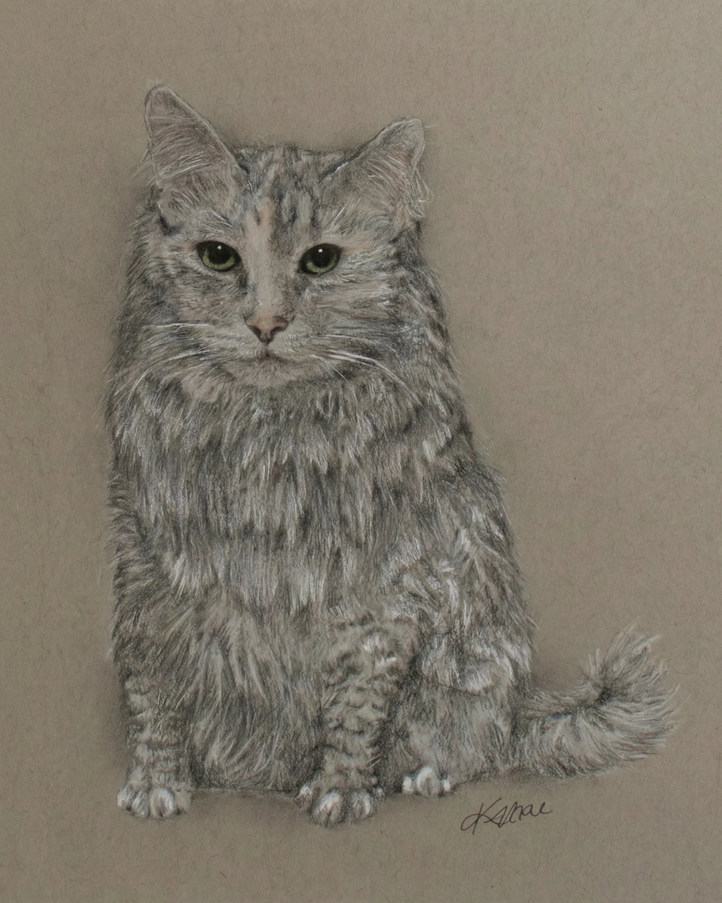 Gray Cat